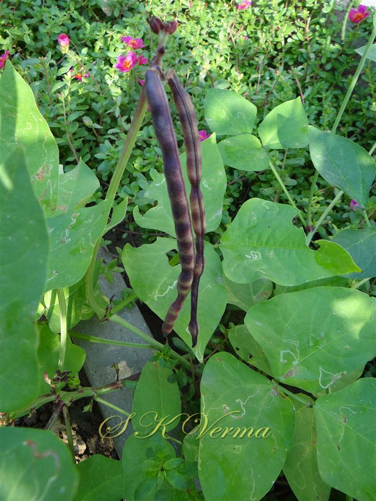  Legumes